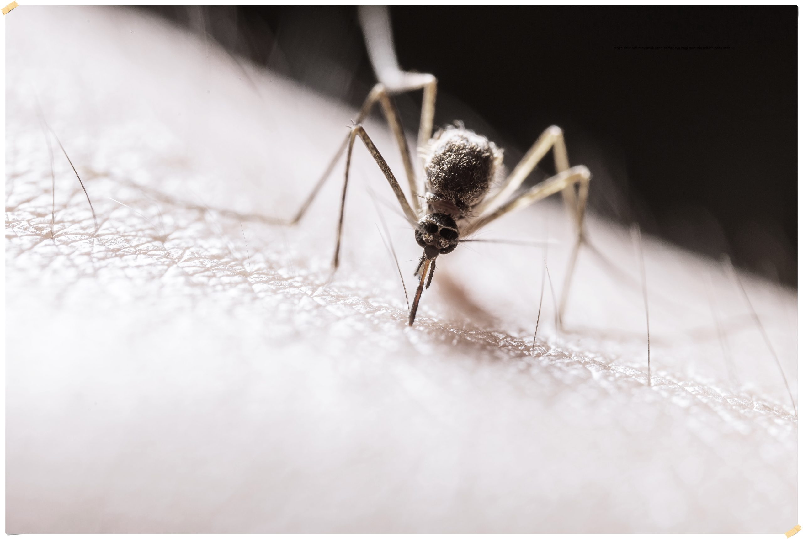 tahap daur hidup nyamuk yang berbahaya bagi manusia adalah pada saat image