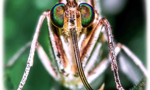 urutan daur hidup nyamuk yang benar adalah image