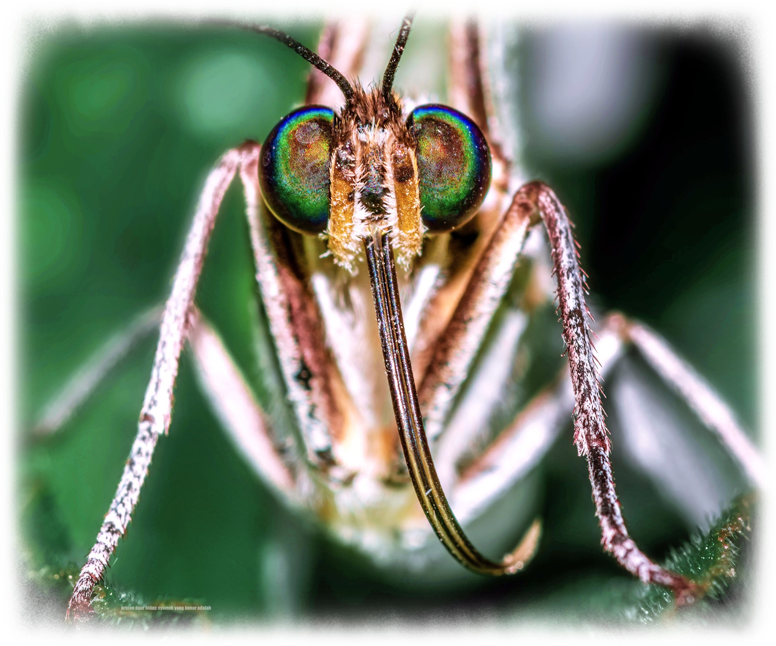 urutan daur hidup nyamuk yang benar adalah image