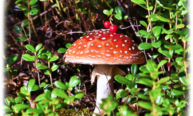 salah satu jenis jamur yang hidup saprofit pada tanaman yang sudah mati adalah image
